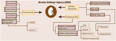 Ferroptosis and Acute Kidney Injury (AKI): Molecular Mechanisms and Therapeutic Potentials